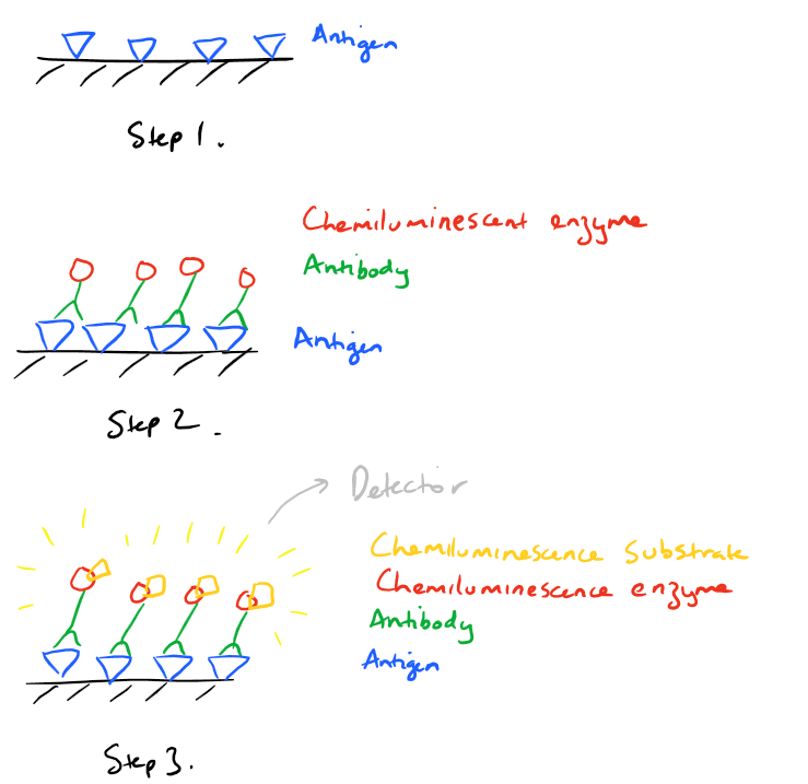 ELISA Steps - SciGine Biological Methods 