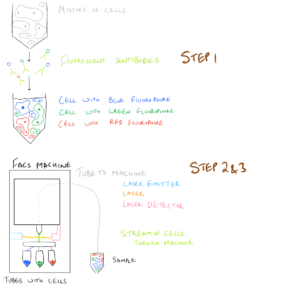 FACS and Flow Cytometry Method Overall