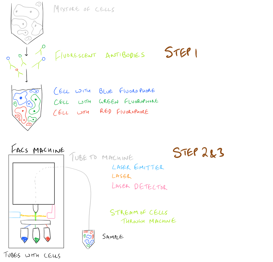 FACS and Flow Cytometry Method Overall