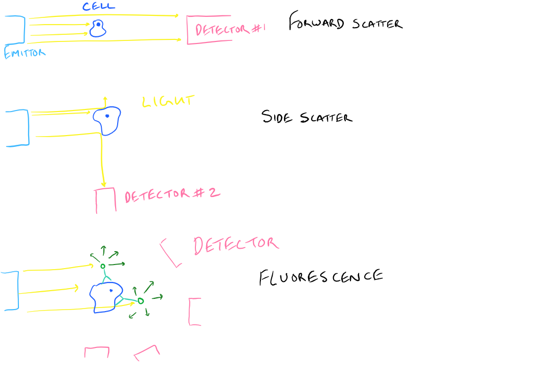 FACS Detection of Molecules and Cells