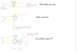 FACS Detection of Molecules and Cells