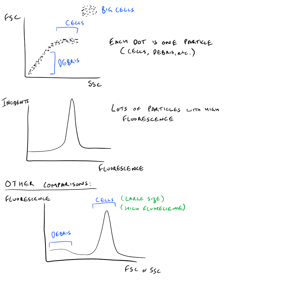 FACS Understanding Dot Plots and Histograms