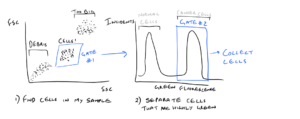 Gating in Flow Cytometry