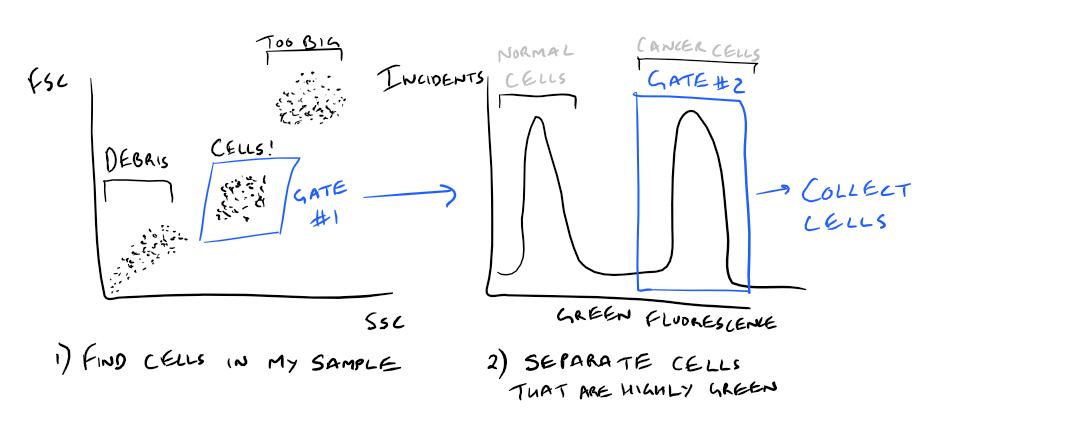 Gating in Flow Cytometry