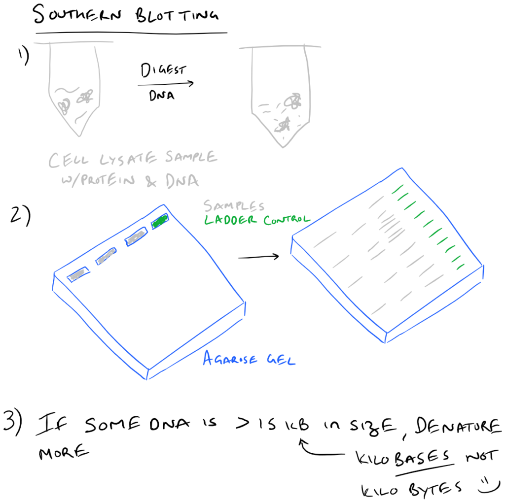 Southern Blot Scientific Method