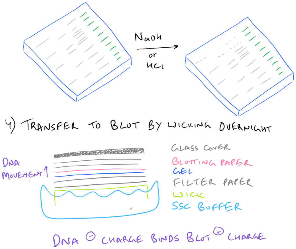 Southern Blot Step by Step