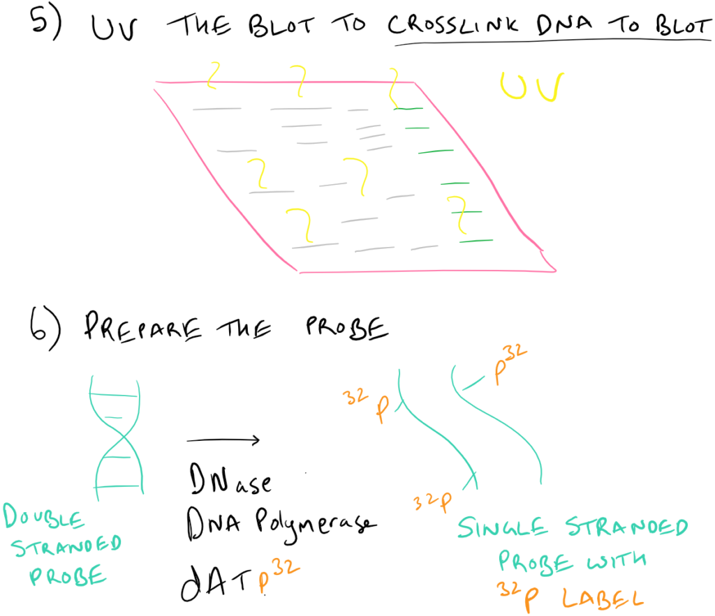 Southern Blot Tips and Tricks