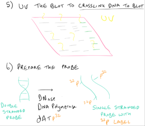 Southern Blot Tips and Tricks