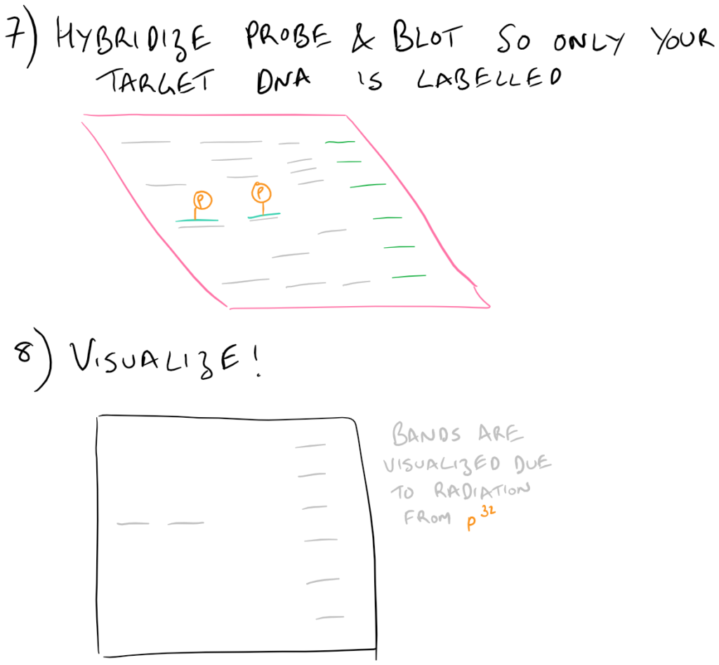 Southern Blotting Method