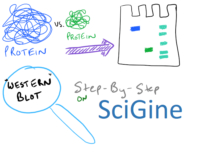 western blot steps