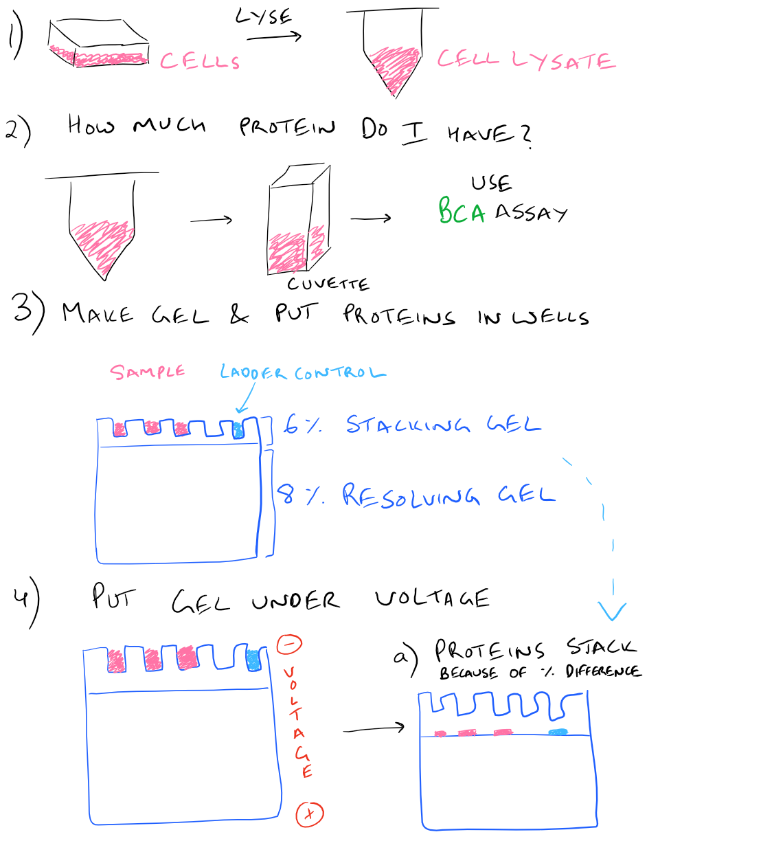 western blotting diagram