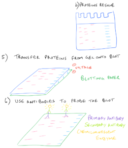 Western Blot Step By Step