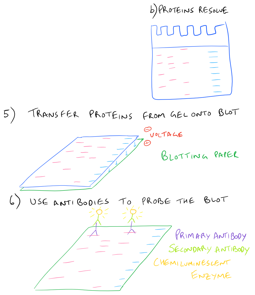 western blotting diagram