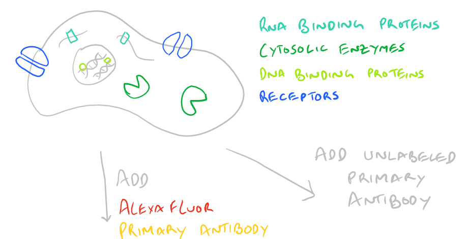 Immunofluorescence Microscopy Detect Proteins in Cells