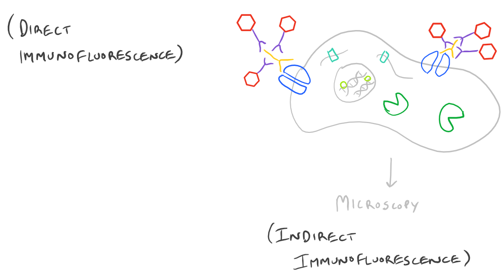 Microscopy for localization of DNA and RNA binding proteins