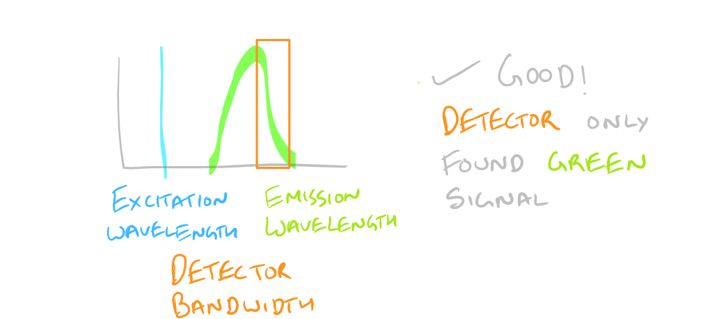 Immunofluorescence Microscopy Non-specific Fluorescence