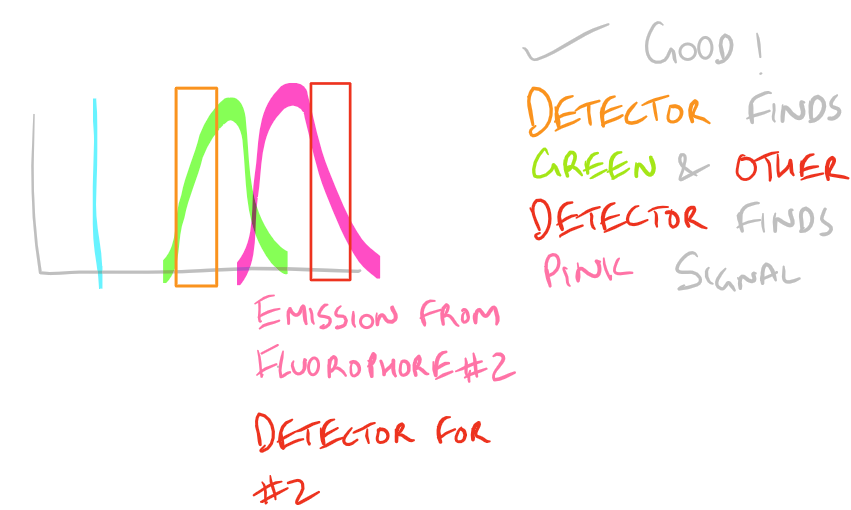 Use appropriate and compatible fluorophores