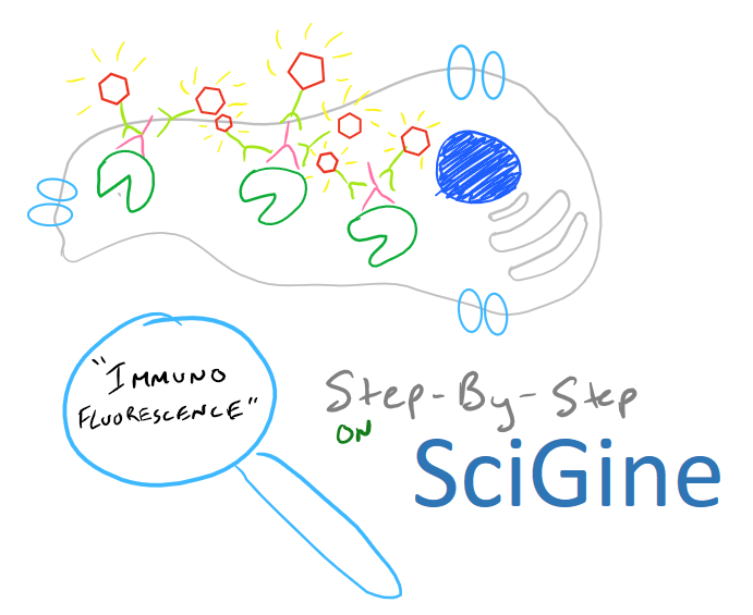 Immunofluorescence Microscopy Protocol and Method Guide