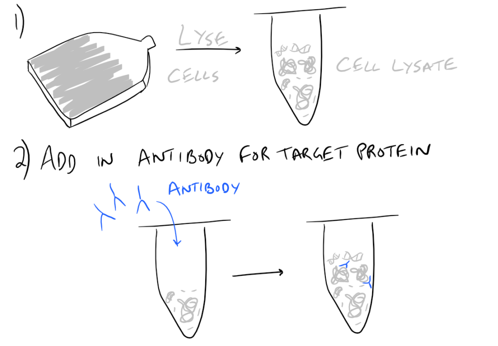 Immunoprecipitation Scientific Method