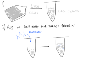 Immunoprecipitation Scientific Method