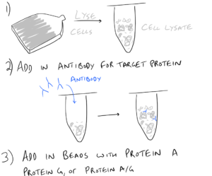 Immunoprecipitation Scientific Method