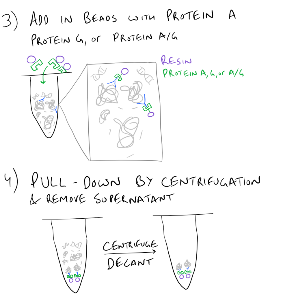 Immunoprecipitation Pulldown Assay