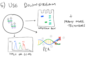 Immunoprecipitation IP Downstream applications