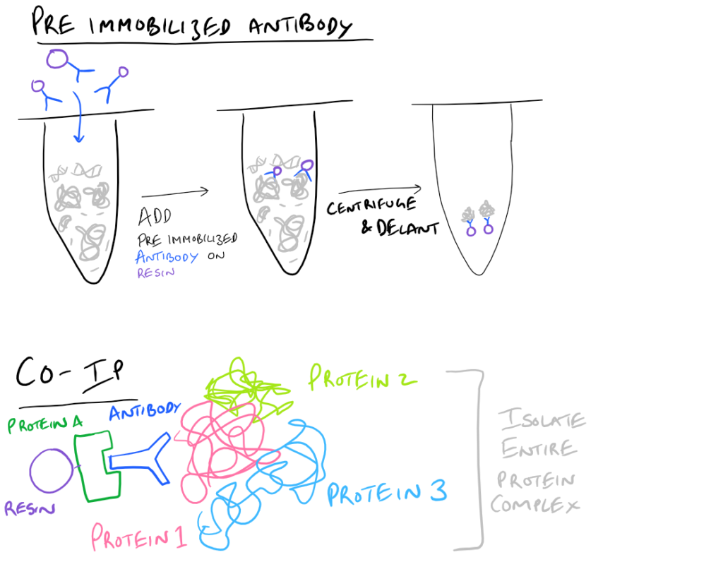 Preimmobilized antibody or Coip used in IP Pulldowns