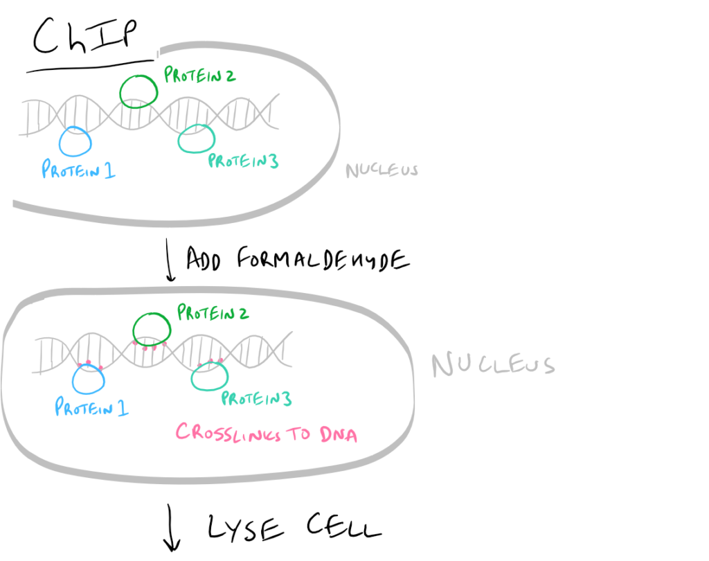 Co immunoprecipitation and Chromatin immunoprecipitation