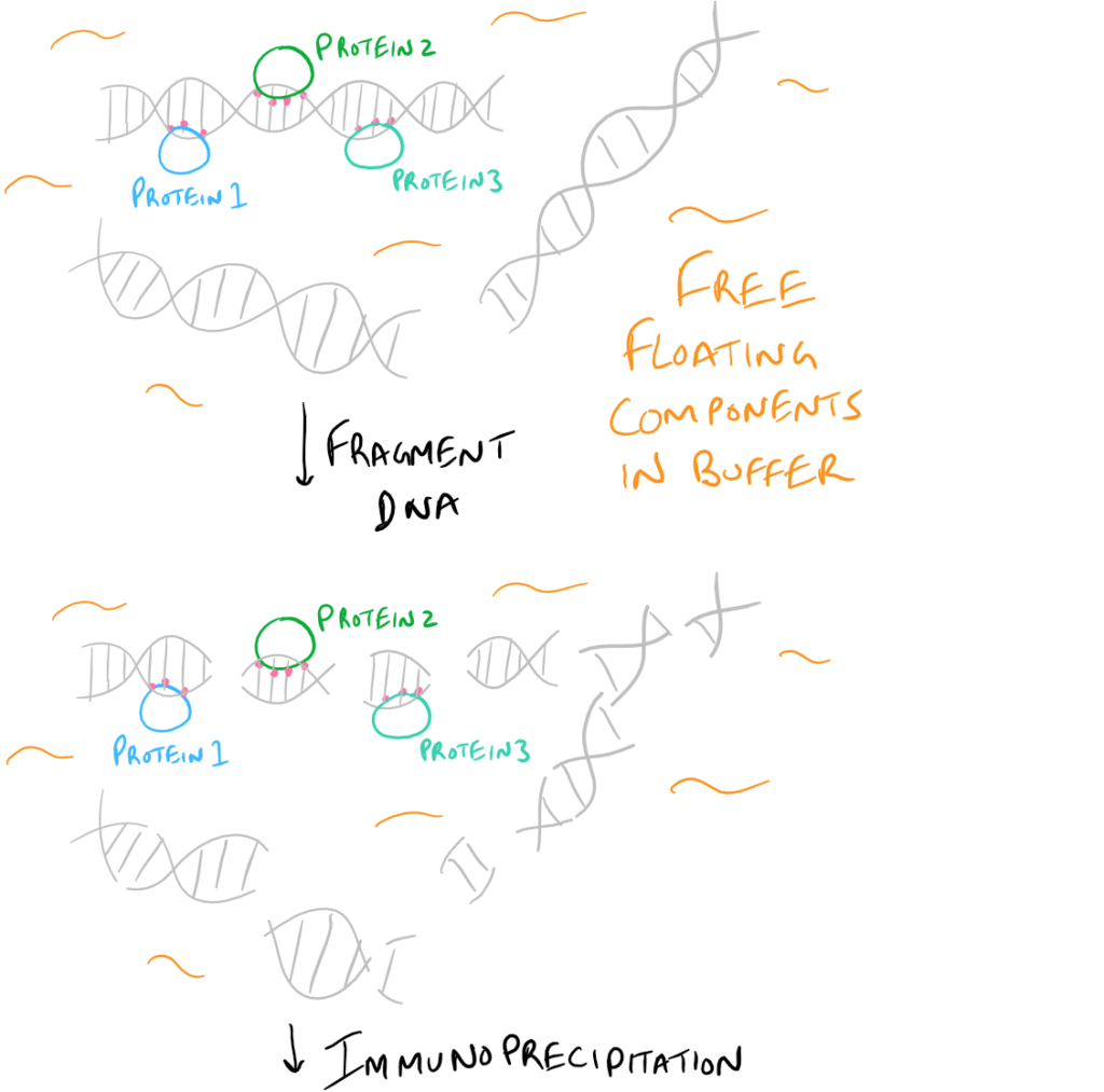 Steps of Chromatin Immunoprecipitation