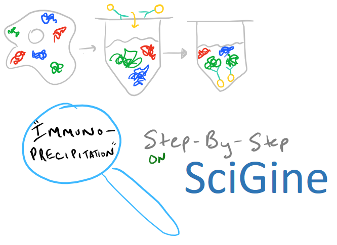 Immunoprecipitation Method Guide on SciGine
