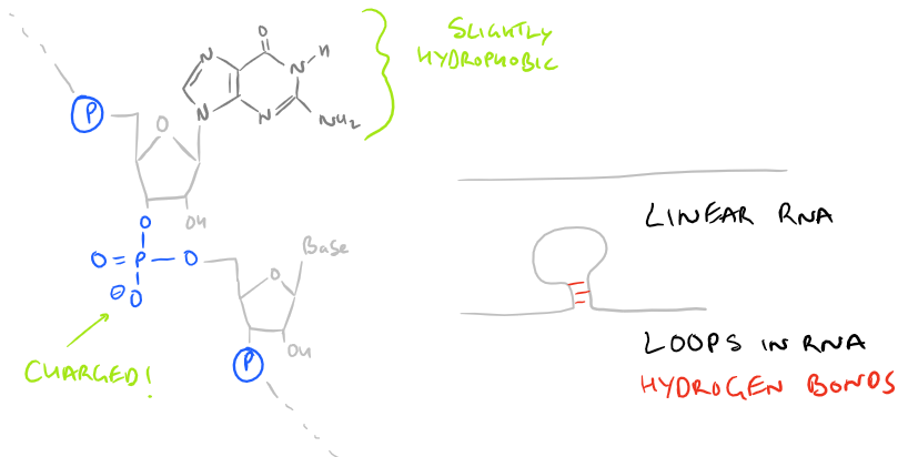 Structure of RNA and Effects on Extraction