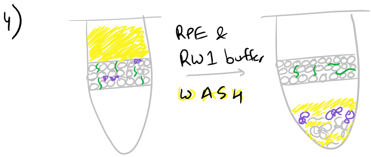 Purification of RNA with ethanol buffers