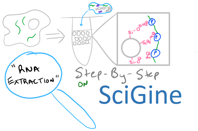 RNA extraction, purification, and isolation