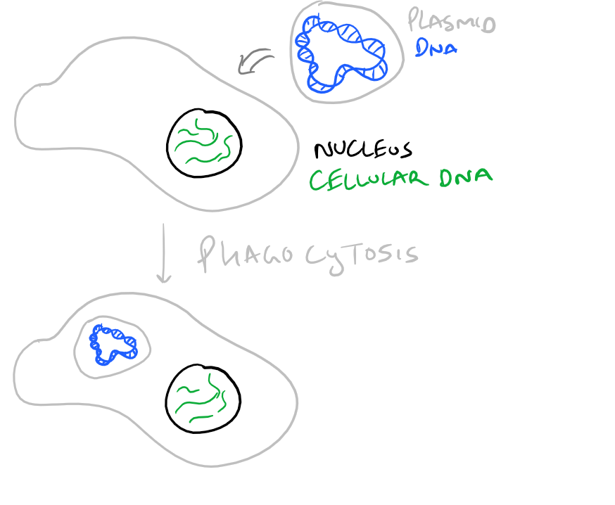 Calcium phosphate Mammalian Transfection