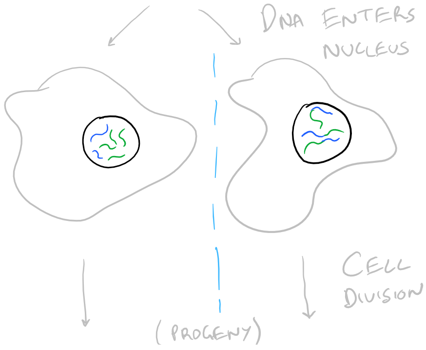 DNA Transfection guide