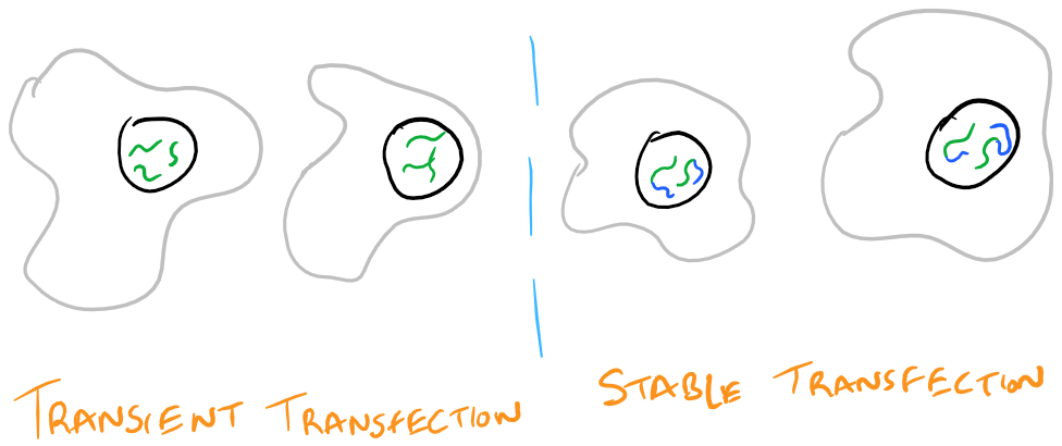 Transient Transfection vs Stable transfection