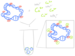 Calcium phosphate Nanoparticles and Aggregates