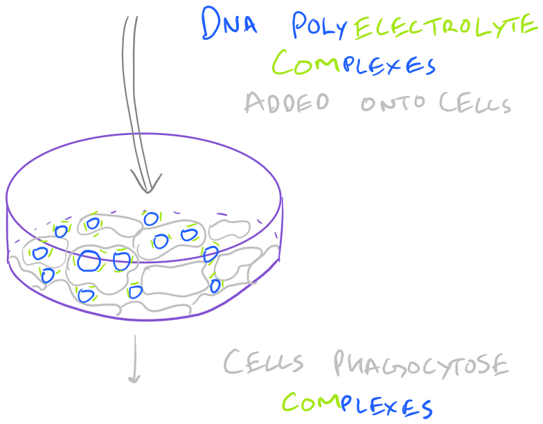 Phagocytosis of Calcium Phosphate leads to Transfection