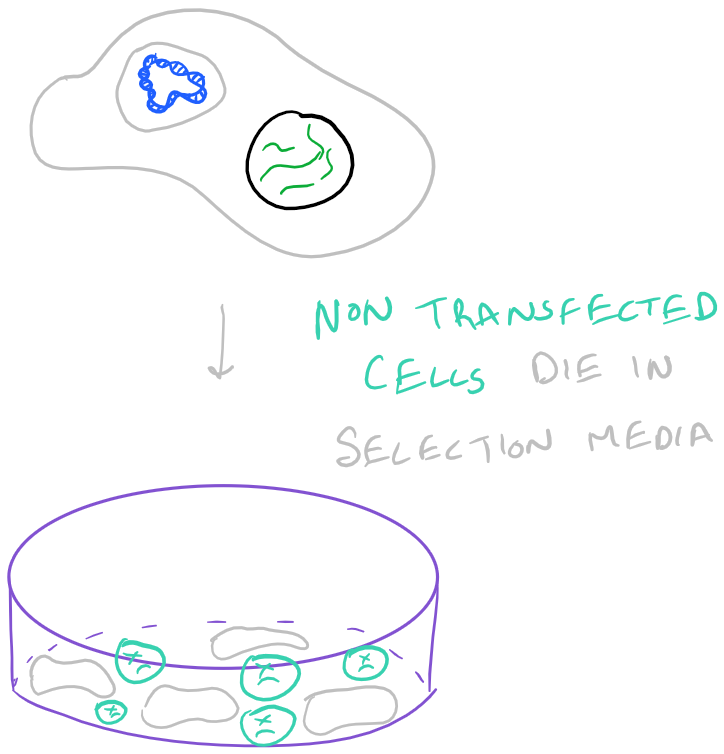 Selection Media Confirms Stable Transfection with Calcium Phosphate Protocol