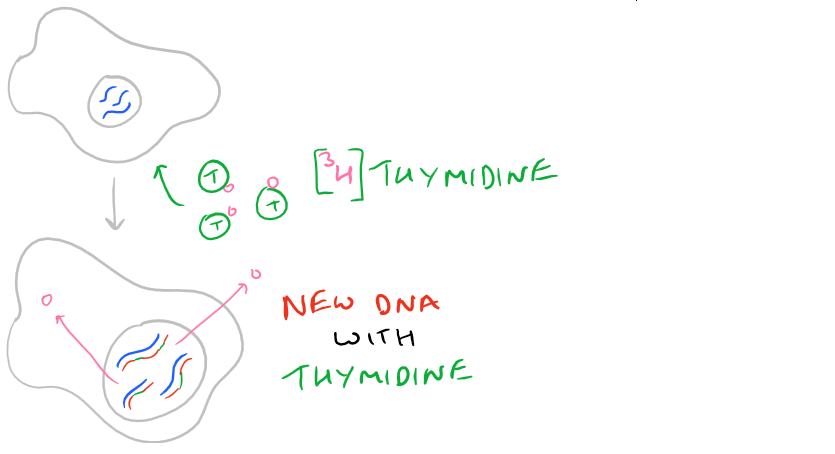 Cell Proliferation with Tritium Thymidine 