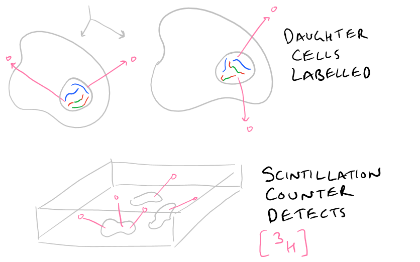 BrdU Cell Proliferation no radioactivity, Thymidine has it.