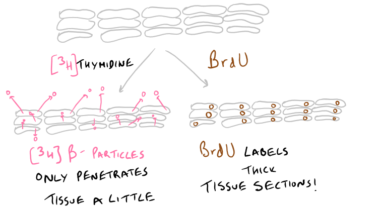 Thymidine Cell Proliferation Assay vs BrdU Assay