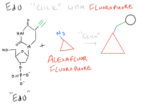 EdU Fluorescence Cell Proliferation Assay