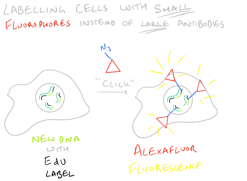 EdU vs. BrdU Cell Proliferation Assay