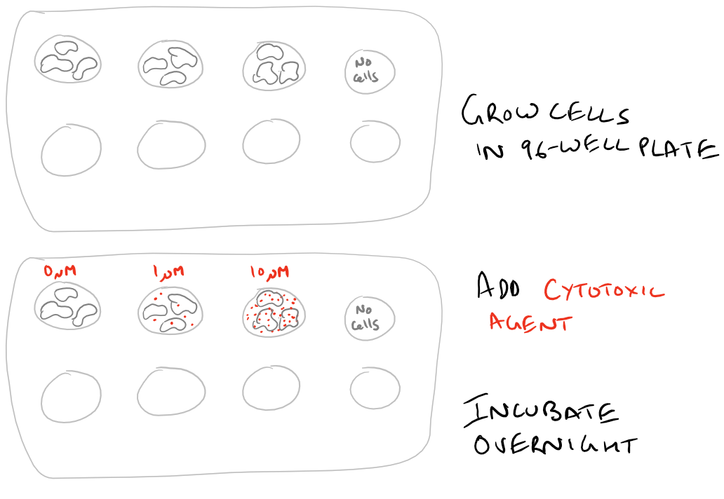 Cell Viability with Doxorubicin Cytotoxicity