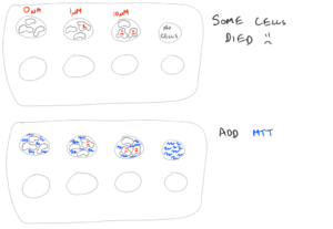 Cell Viability MTT Assay Steps