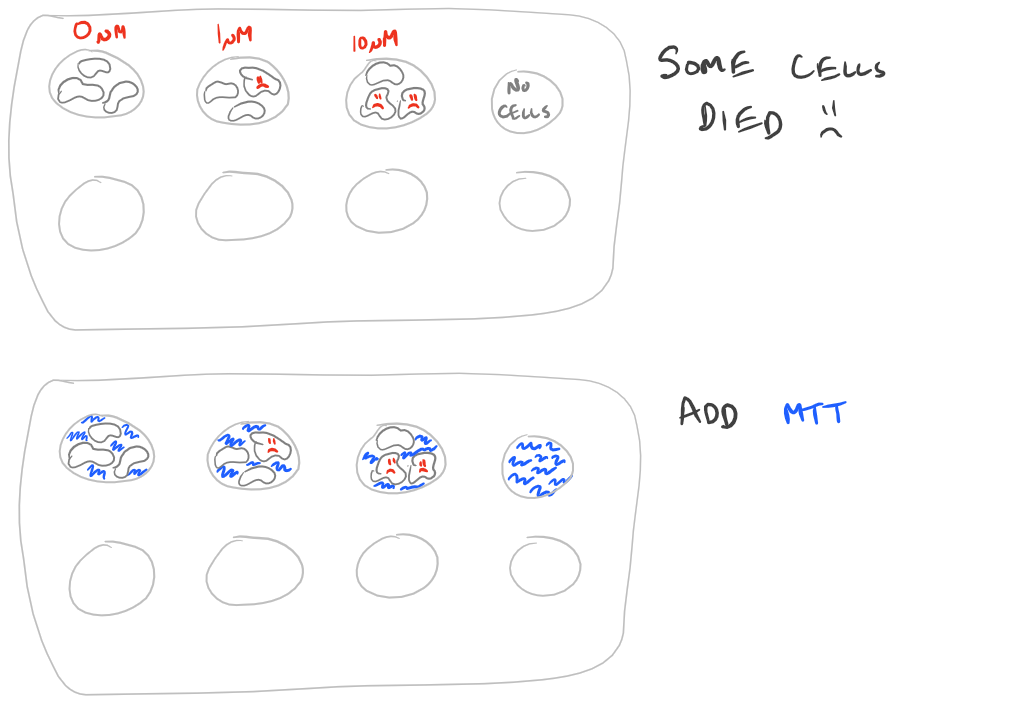 Cell Viability MTT Assay Steps