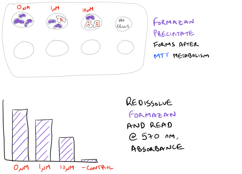 Мтт тест. МТТ Assay. Схема МТТ теста. MTT Analysis. Протокол МТТ теста.