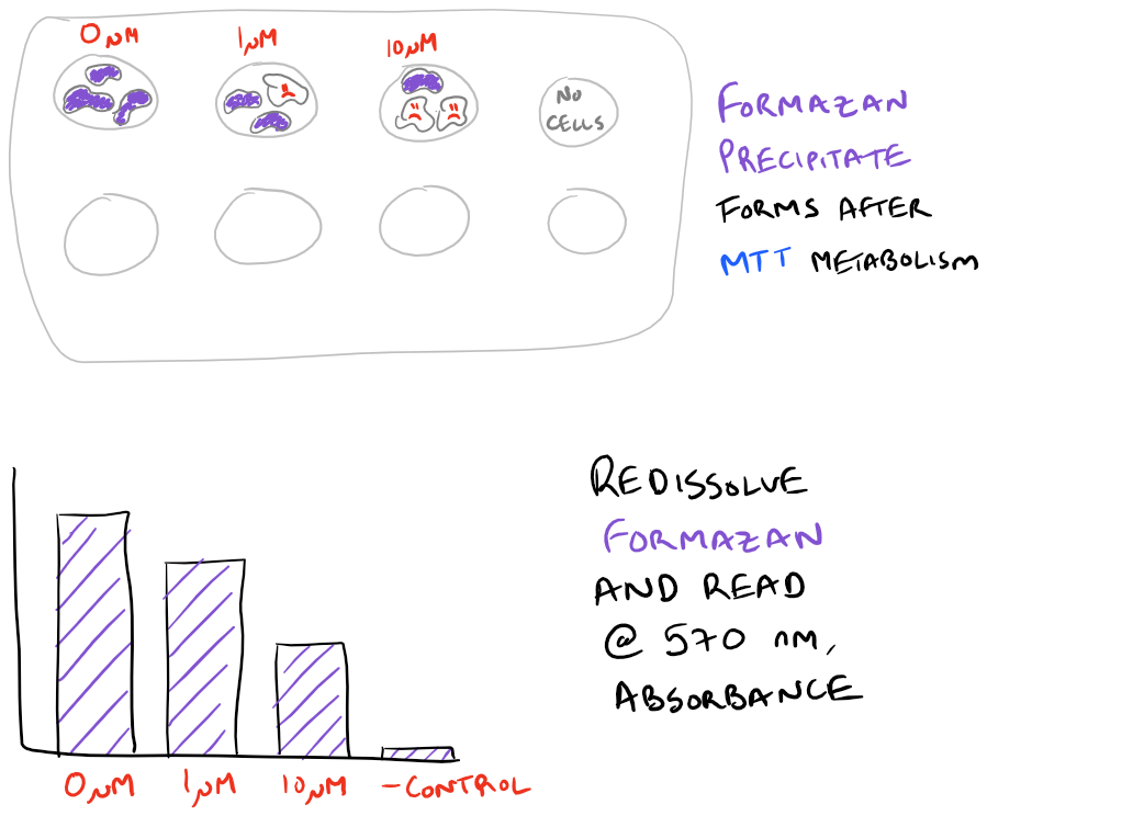 Trypan Blue and MTT Assay are similar